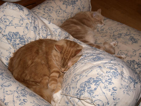 Sleeping cats