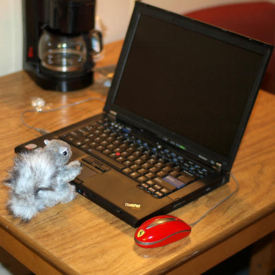 Looking for nuts online