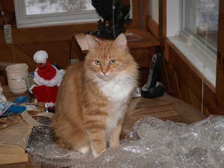 America and the bubble wrap