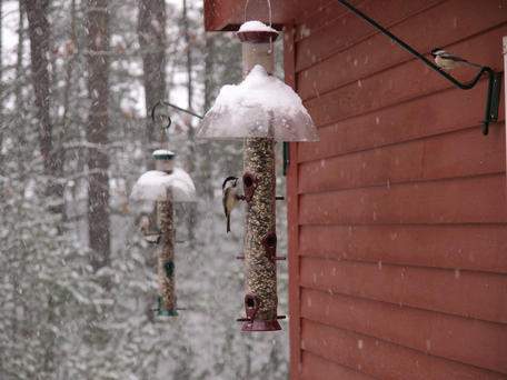 Chickadee at the feeder