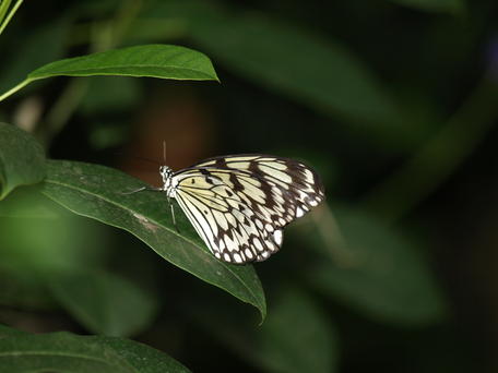 Paper wing butterfly #2