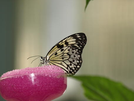 Paper wing butterfly #3