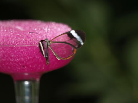 Transparent butterfly
