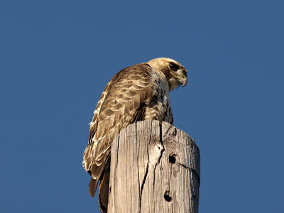 Red-tailed hawk
