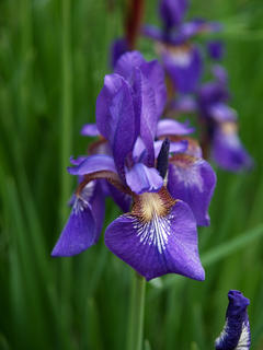 Iris