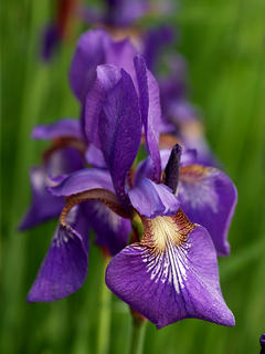 Iris #2