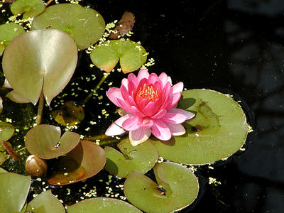 Water lily