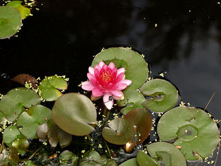Water lily #2