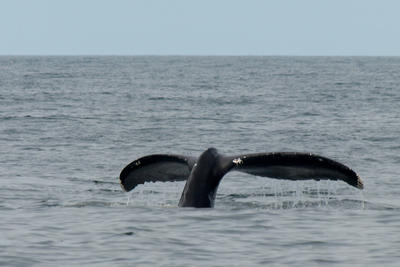 Whale tail