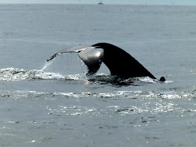 Whale tail #4