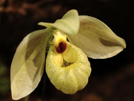 Ladyslipper #2