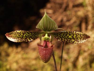 Lady slipper