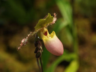 Lady slipper #3