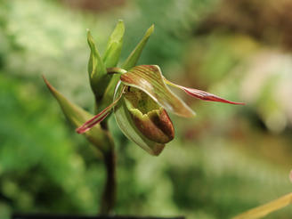 Lady slipper #4
