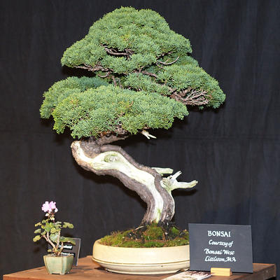 Bonsai