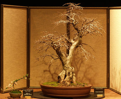 Bonsai #2