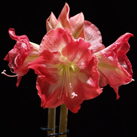 Gladiolus