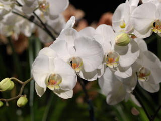 Moth orchid