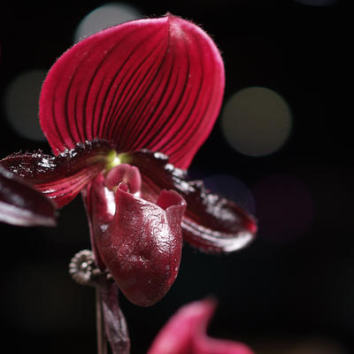 Lady slipper #10