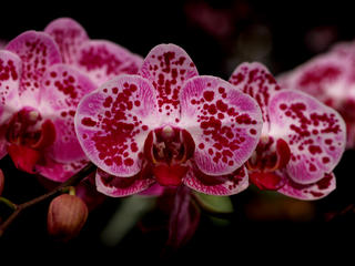 Moth orchid #6