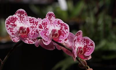 Moth orchid #7