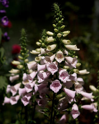 Foxglove