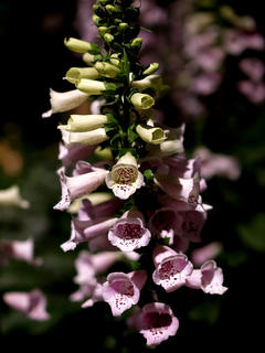 Foxglove #3