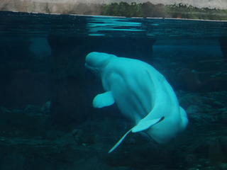 Beluga whale #2