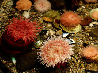 Sea anemones