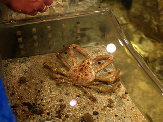 Crab #2