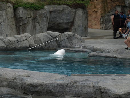 Beluga whale #3