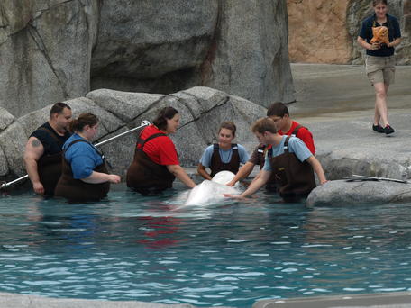 Whale encounter group #3