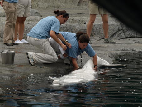 Checking out the whale