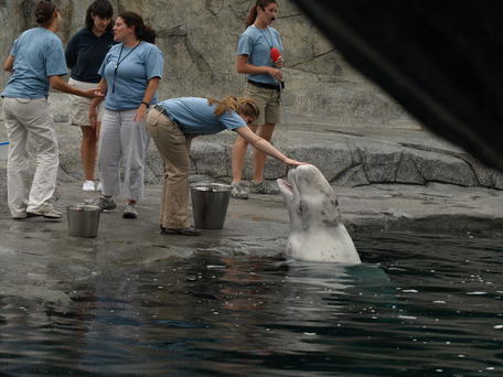 That's a good whale!