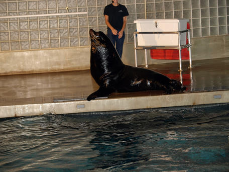 Sea lion #2