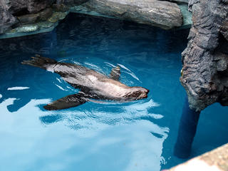 Sea lion #9