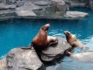 Sea lions #3