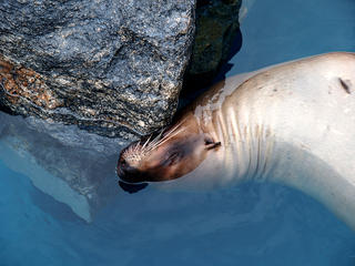 Sea lion #11