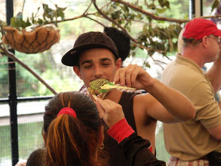 Birds of the outback