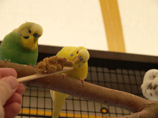 Birds of the outback #3