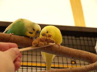 Birds of the outback #4