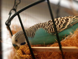 Birds of the outback #5