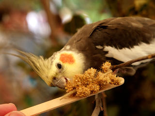 Birds of the outback #6