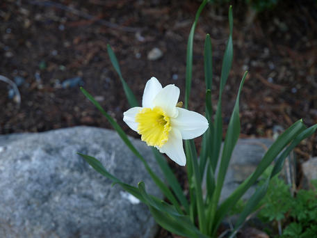 Daffodil