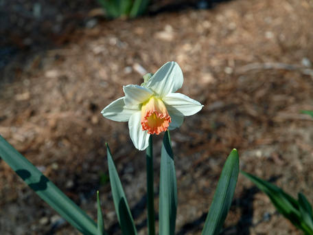 Daffodil #3