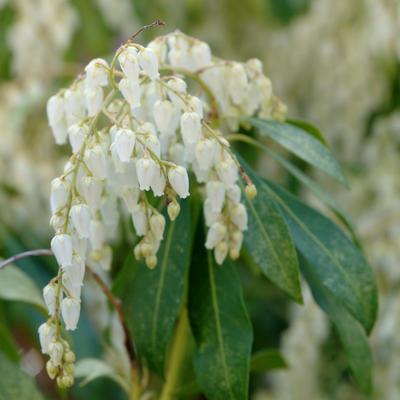 Lily of the valley #2