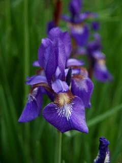 Iris #2