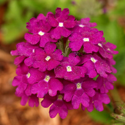 Purple flowers