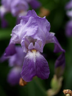 Iris #4