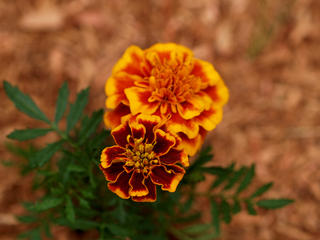 Marigold #2